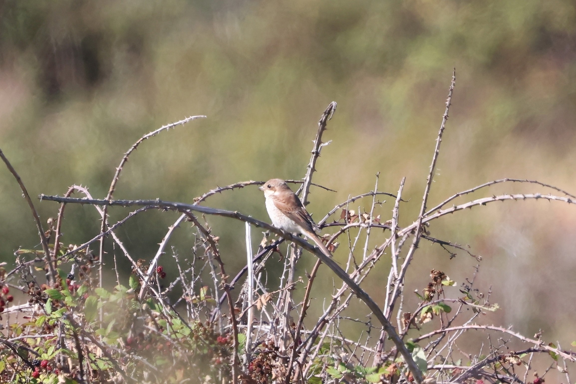 Red backed Shrike Martin Casemore