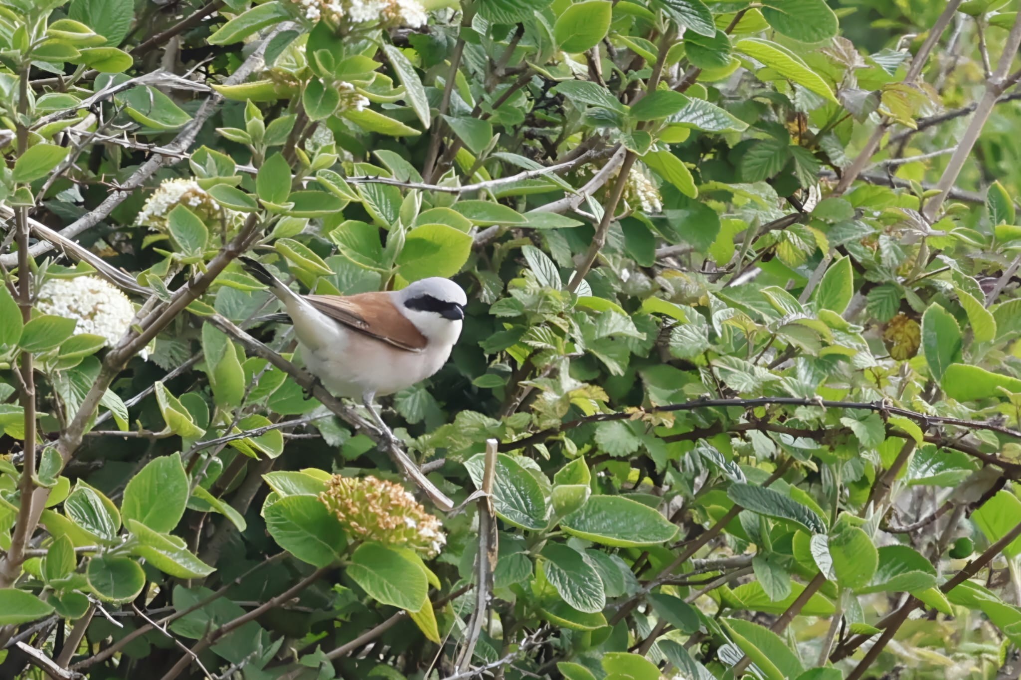 Red backed Shrike Nigel Jarman