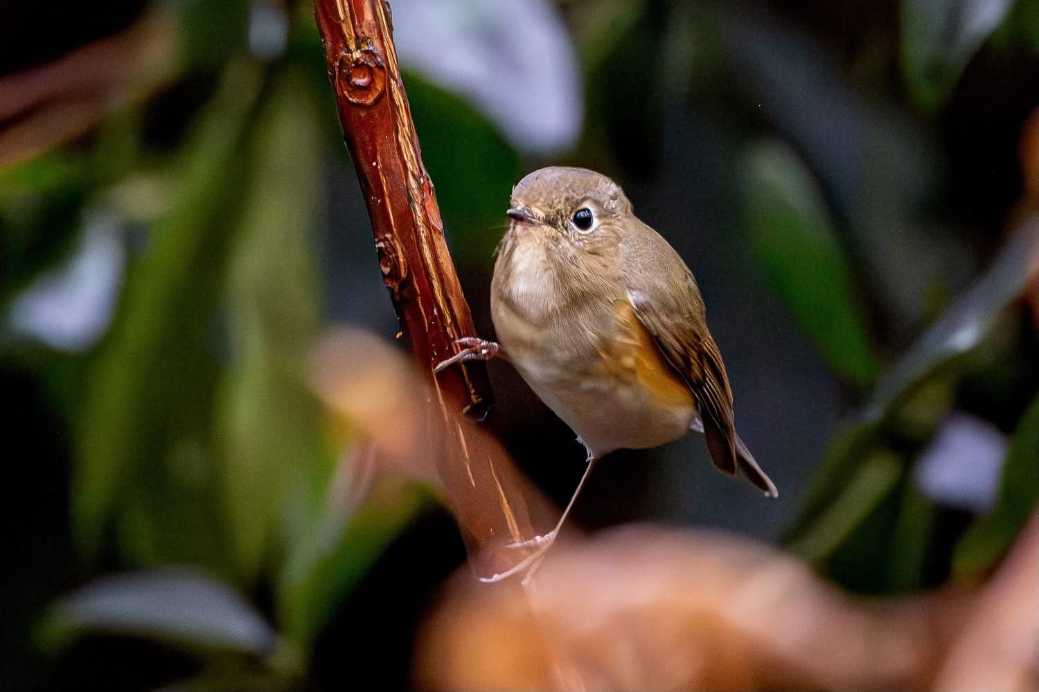 Red flanked Bluetail David Langham