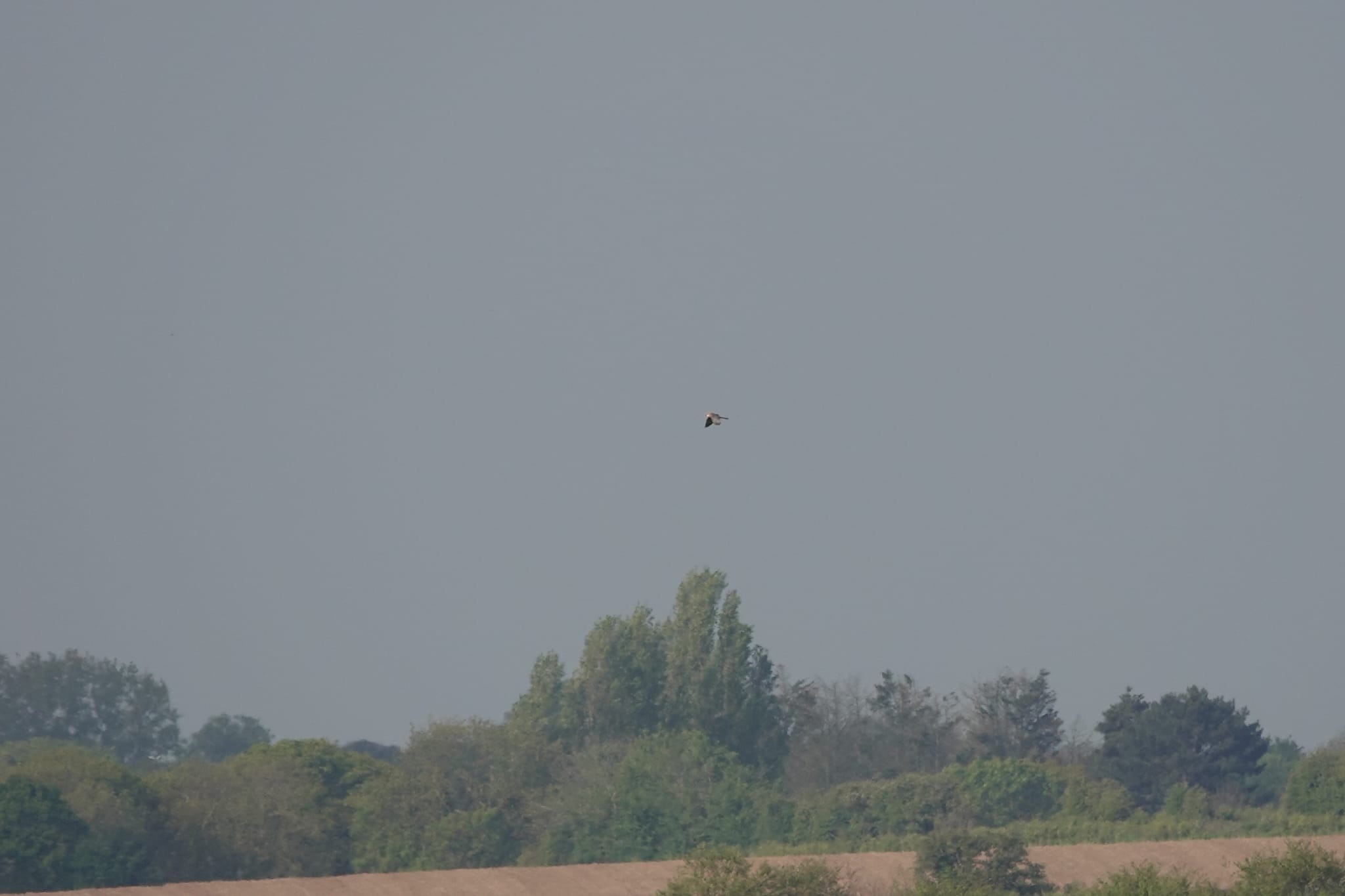 Red footed Falcon David Smith
