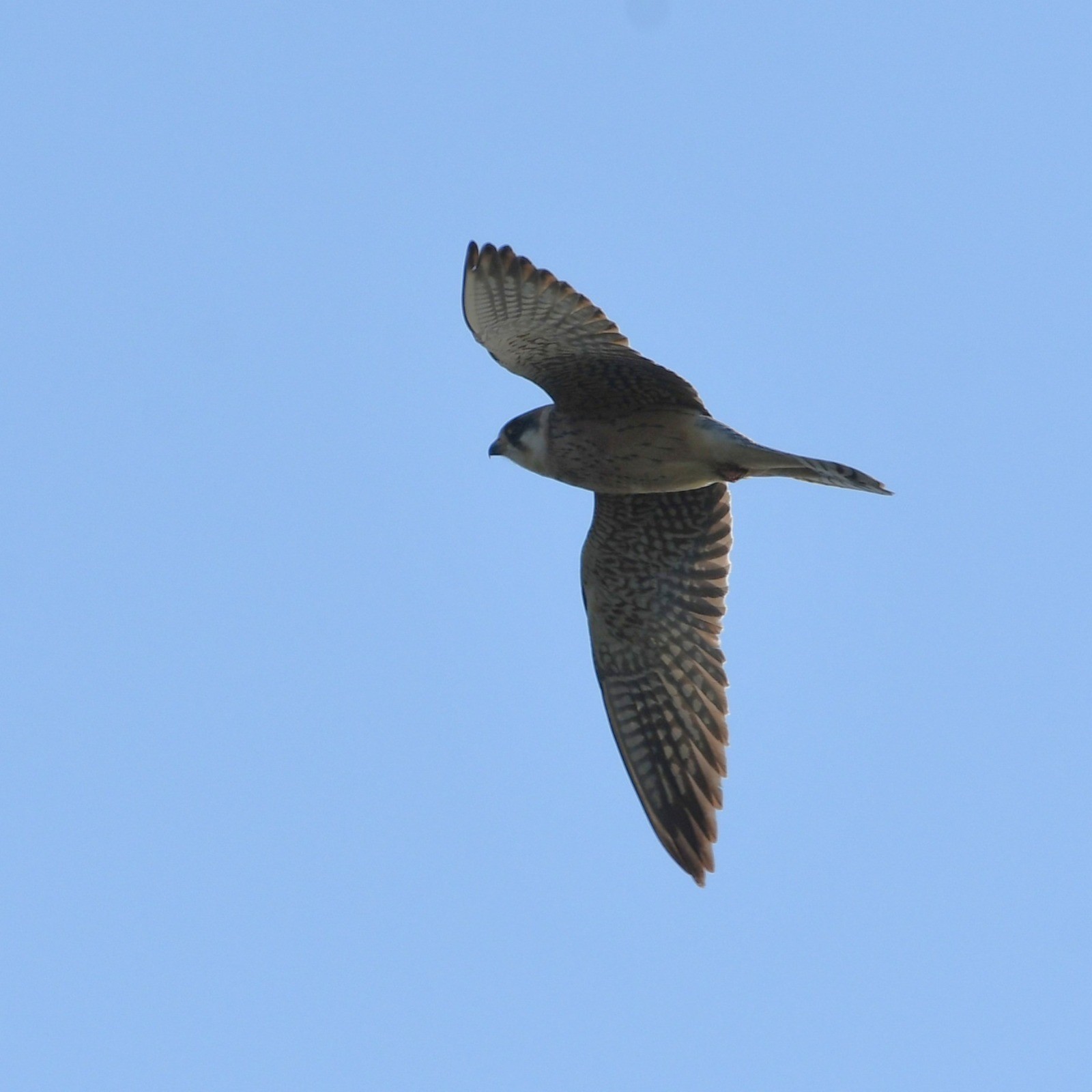 Red footed Falcon Ross Newham