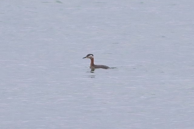 Red necked Grebe Kenton Evans