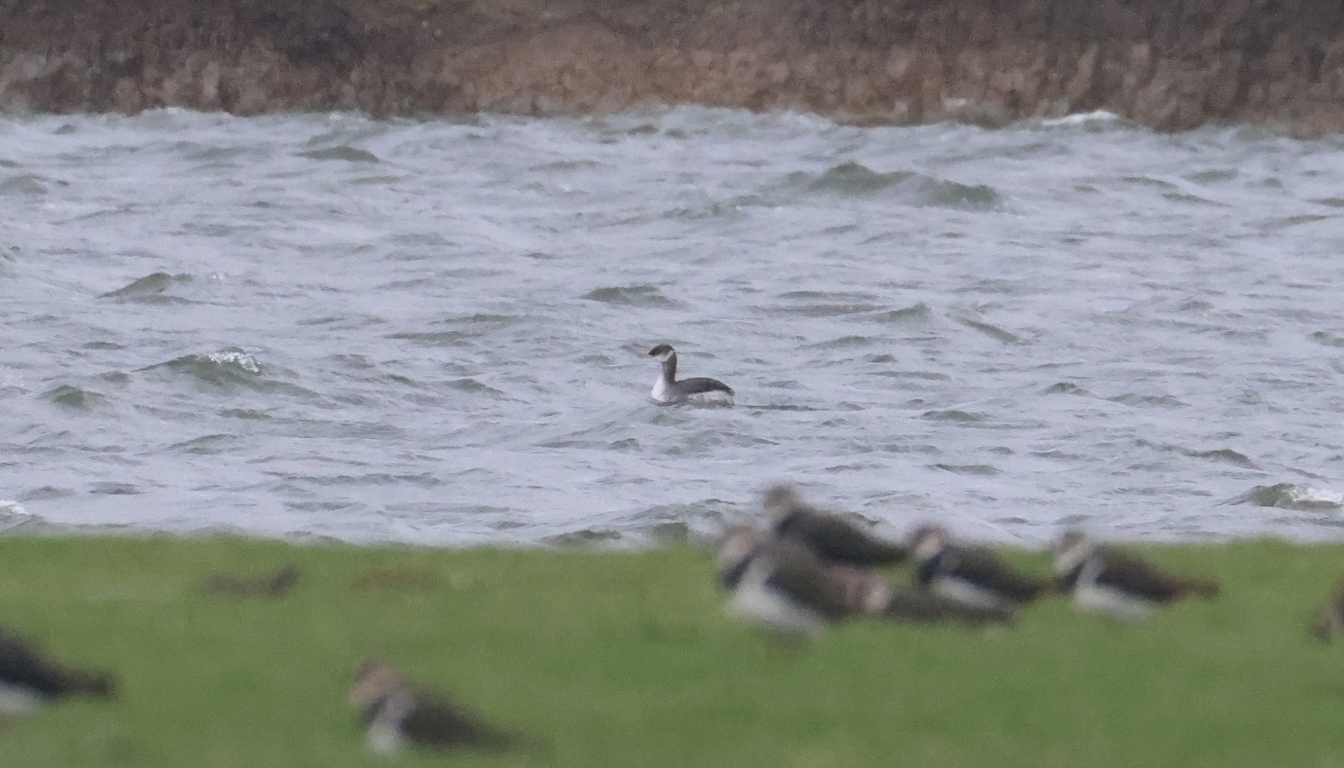 Red necked Grebe Martin Casemore