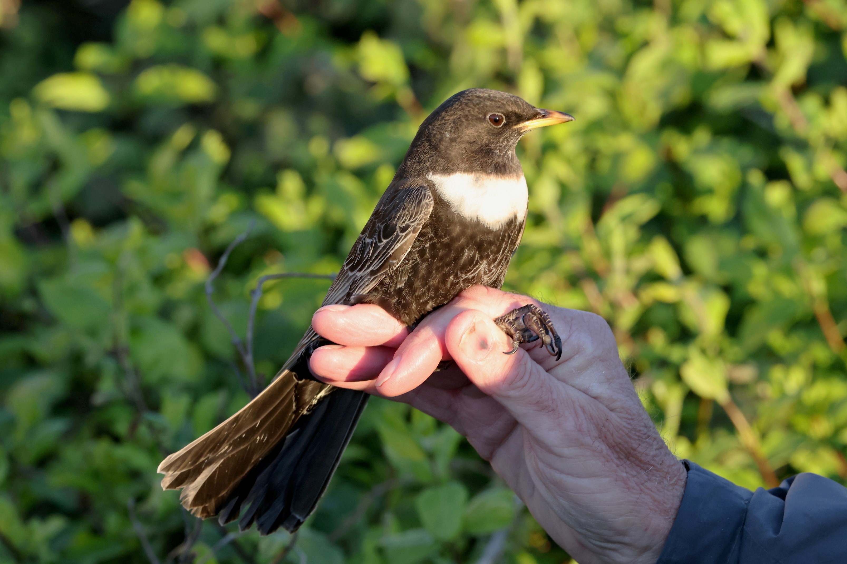 Ring Ouzel Martin Casemore