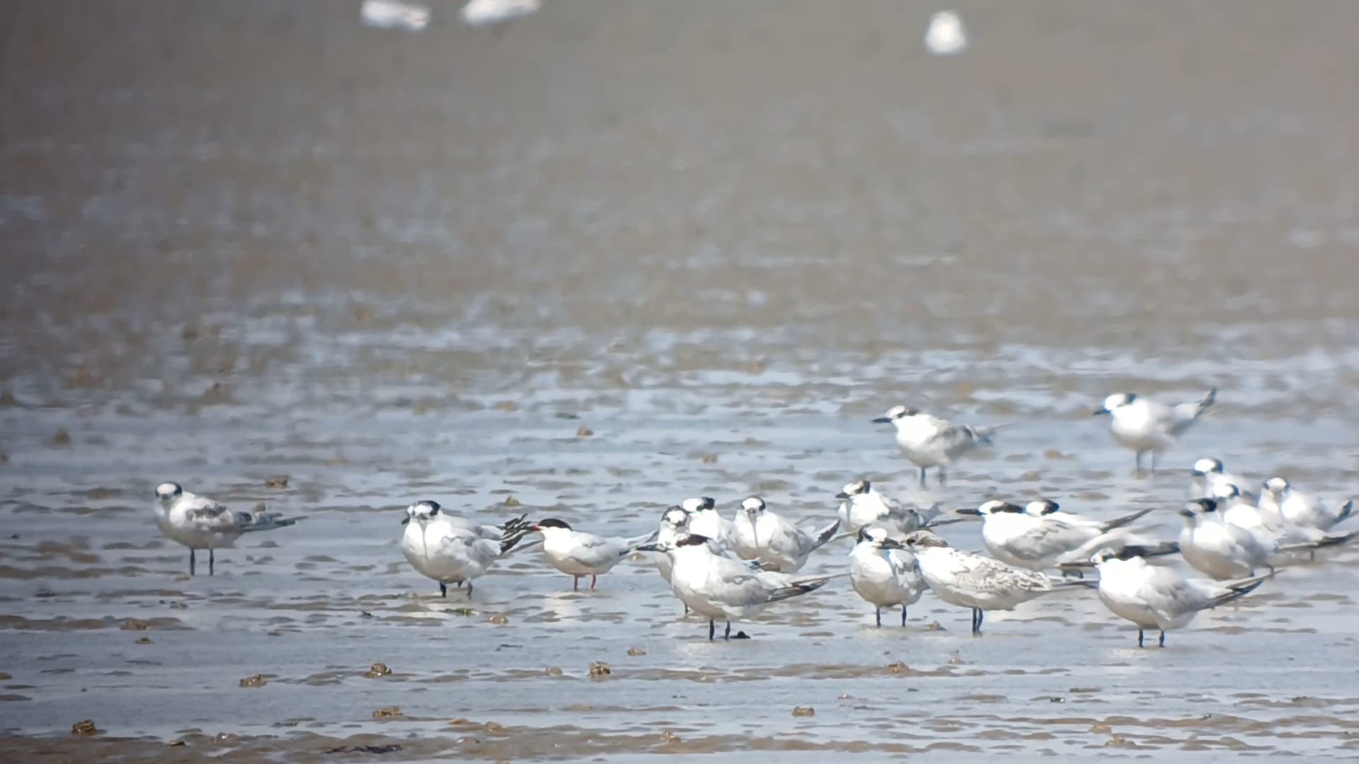 Roseate Tern Jacob Spinks
