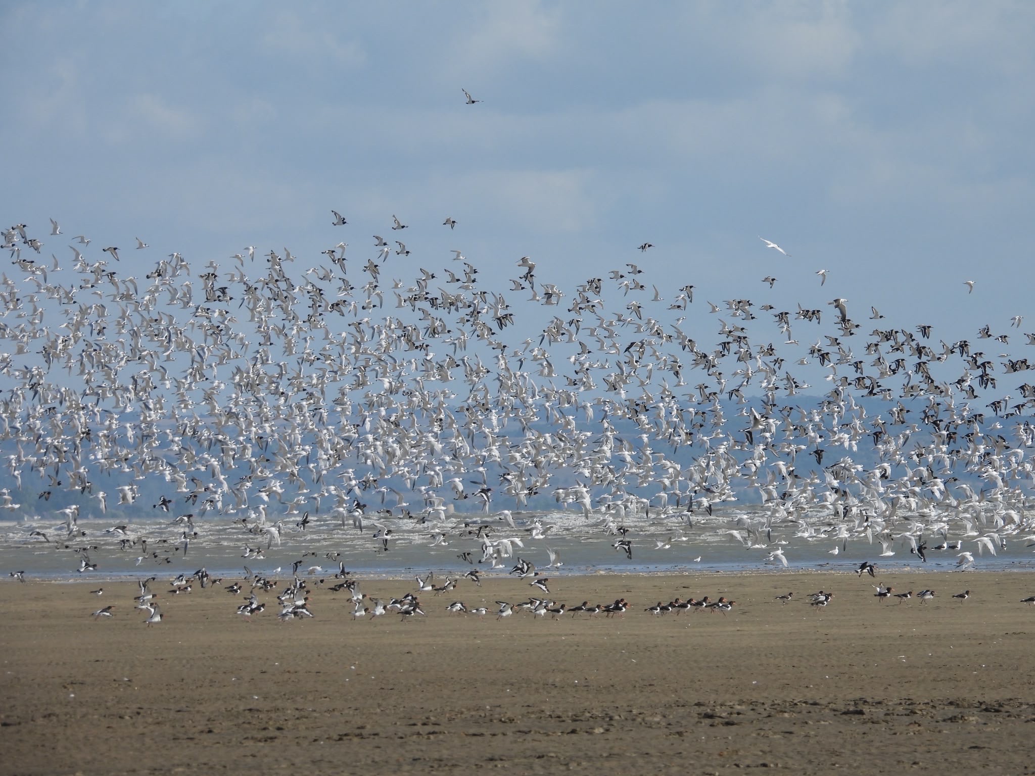 Sandwich_Tern_-_David_Scott