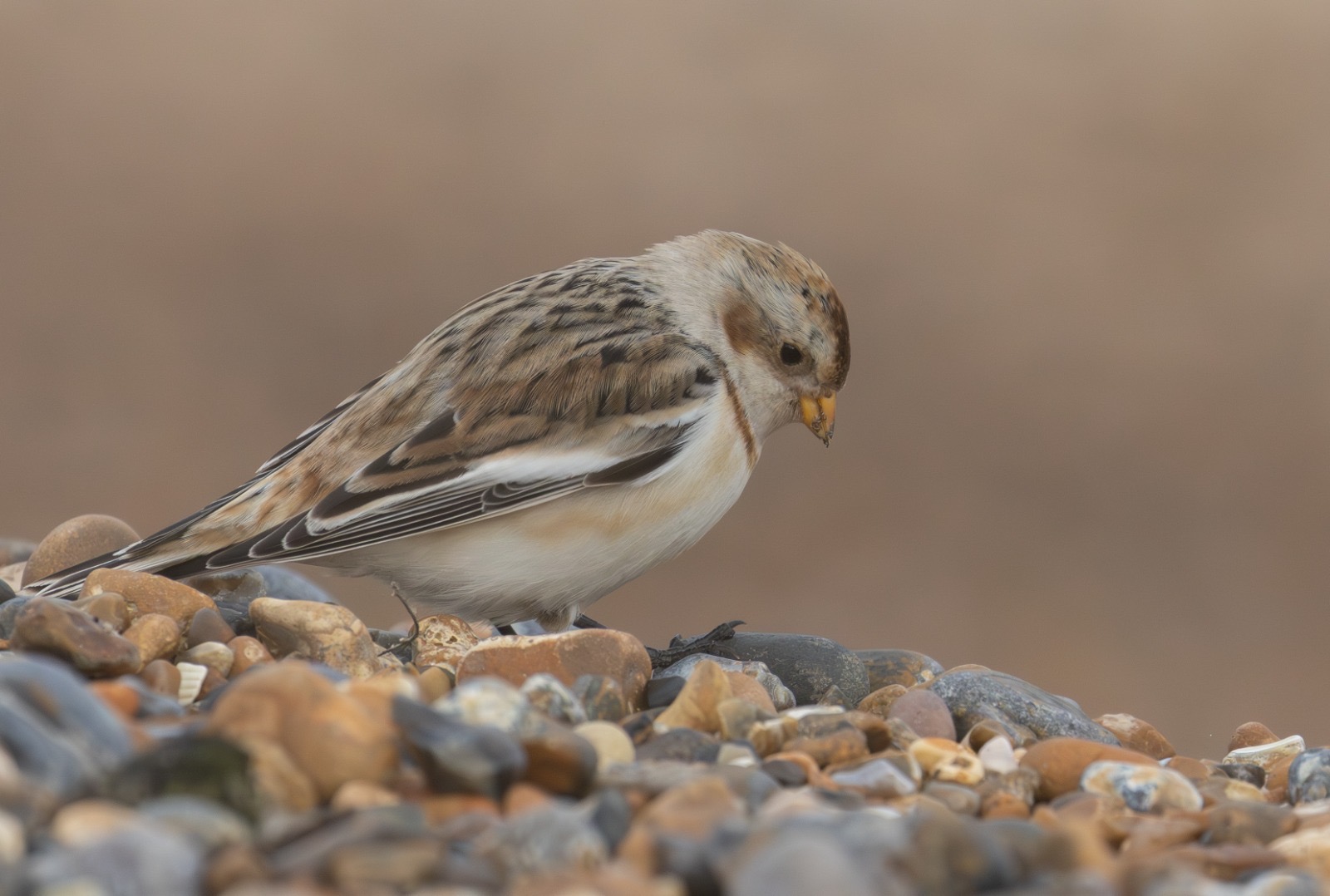 Snow_Bunting_-_Evan_Atkinson
