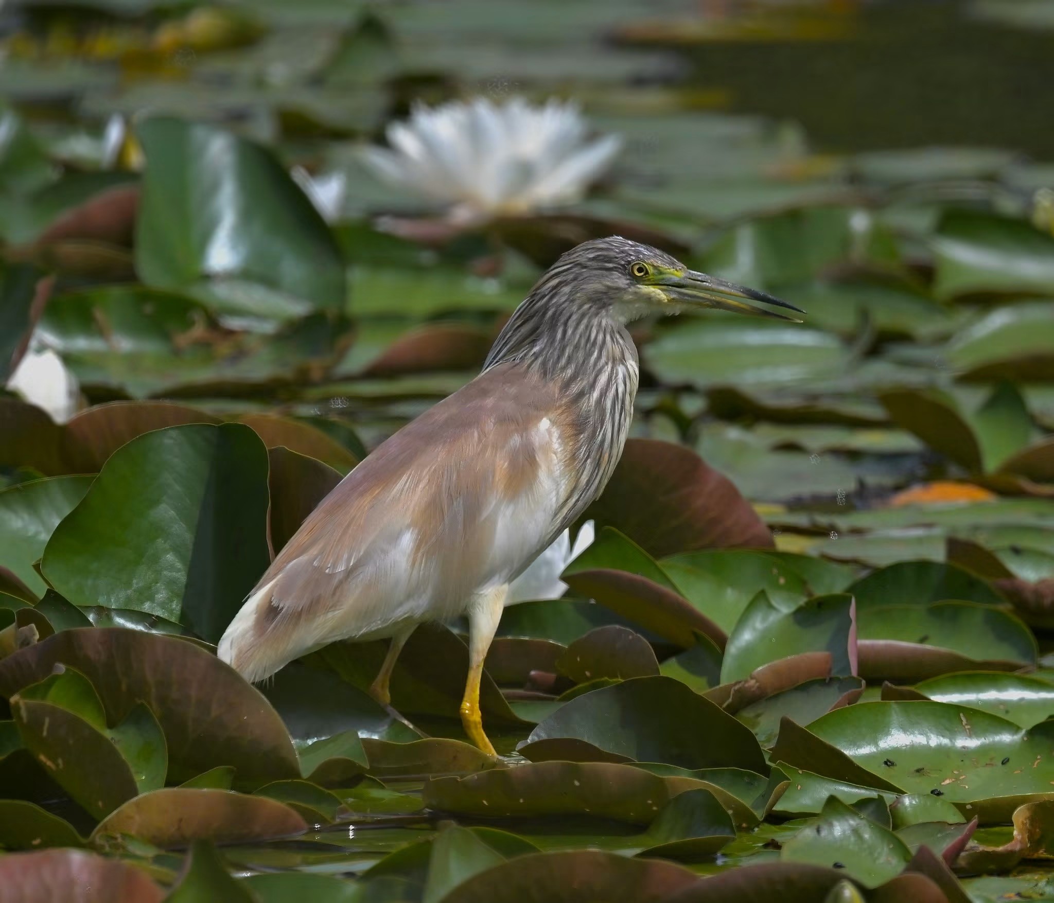 Squacco Heron Russ Blackman
