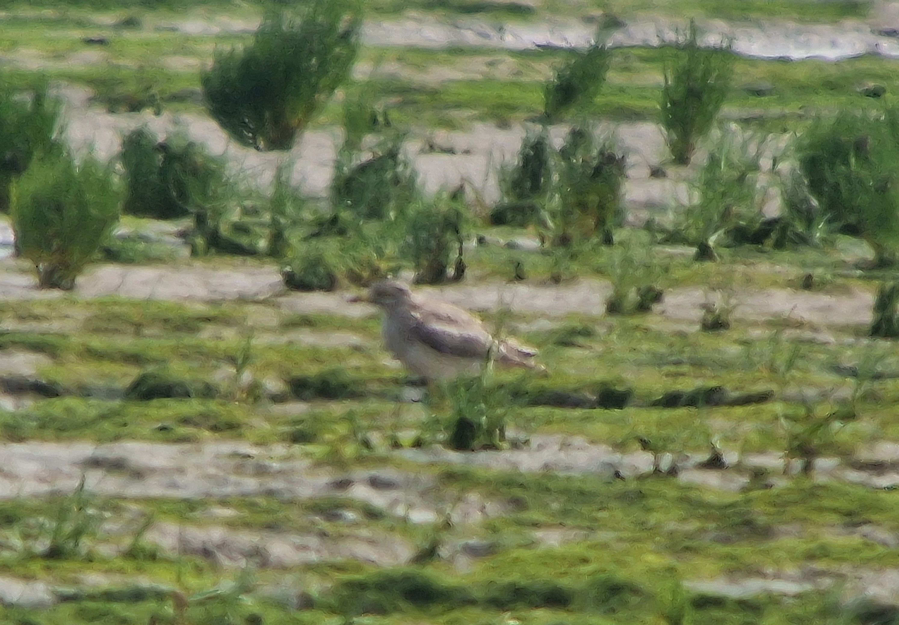 Stone curlew Martyn Wilson