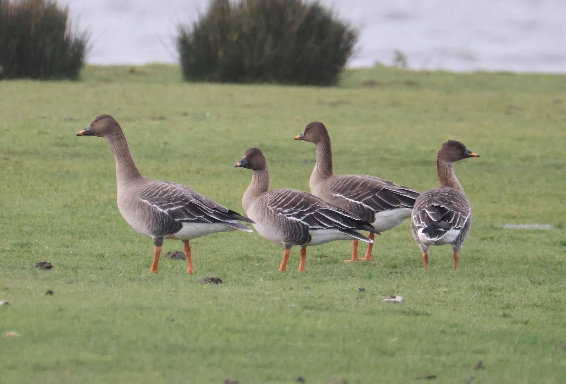 Tundra Bean Goose Martin Casemore