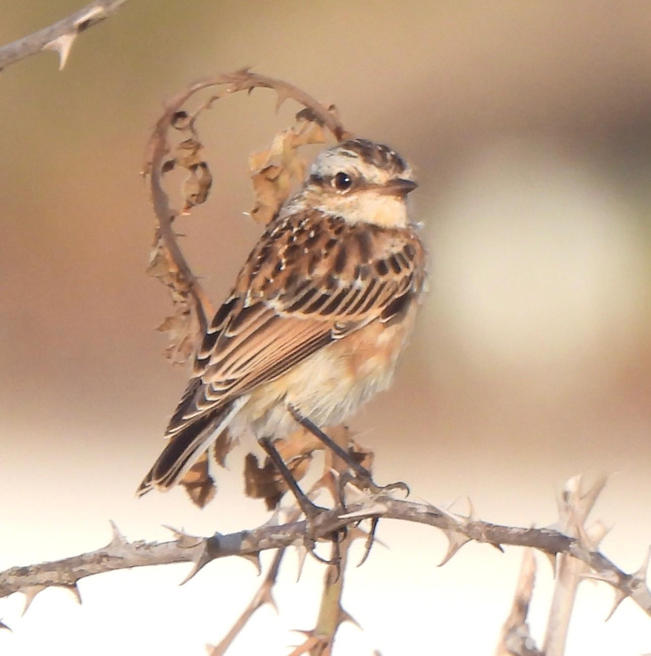 Whinchat John Carnell