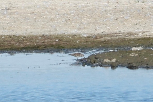 White rumped Sandpiper Peter Eerdmans