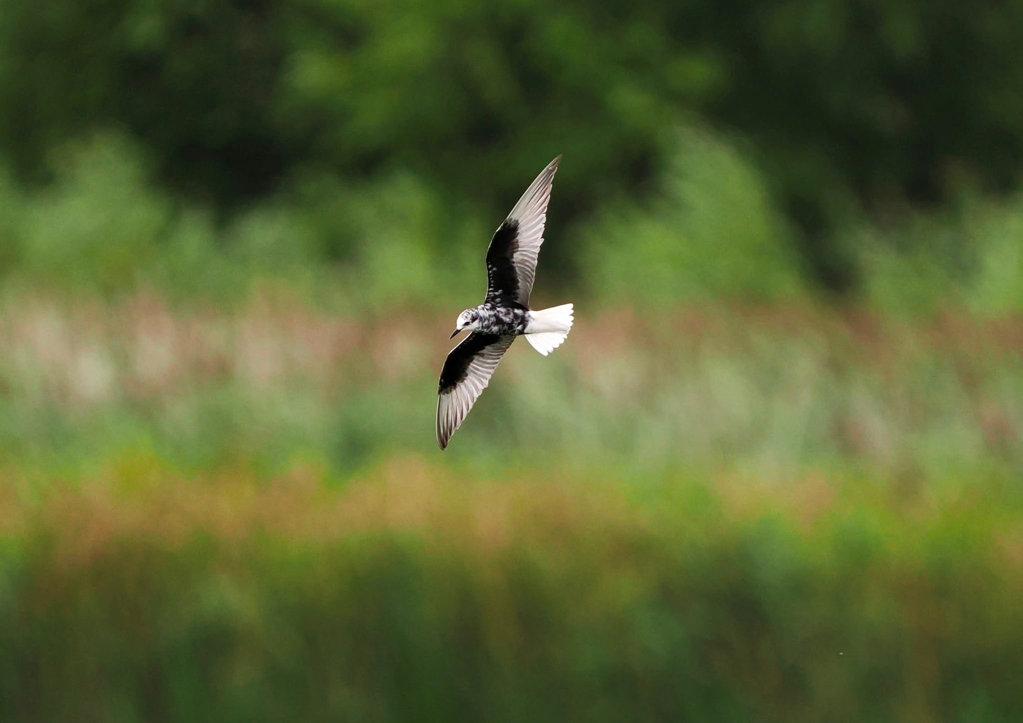 White winged Black Tern Barry Wright