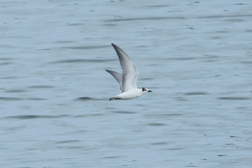 White winged Tern Peter Eerdmans