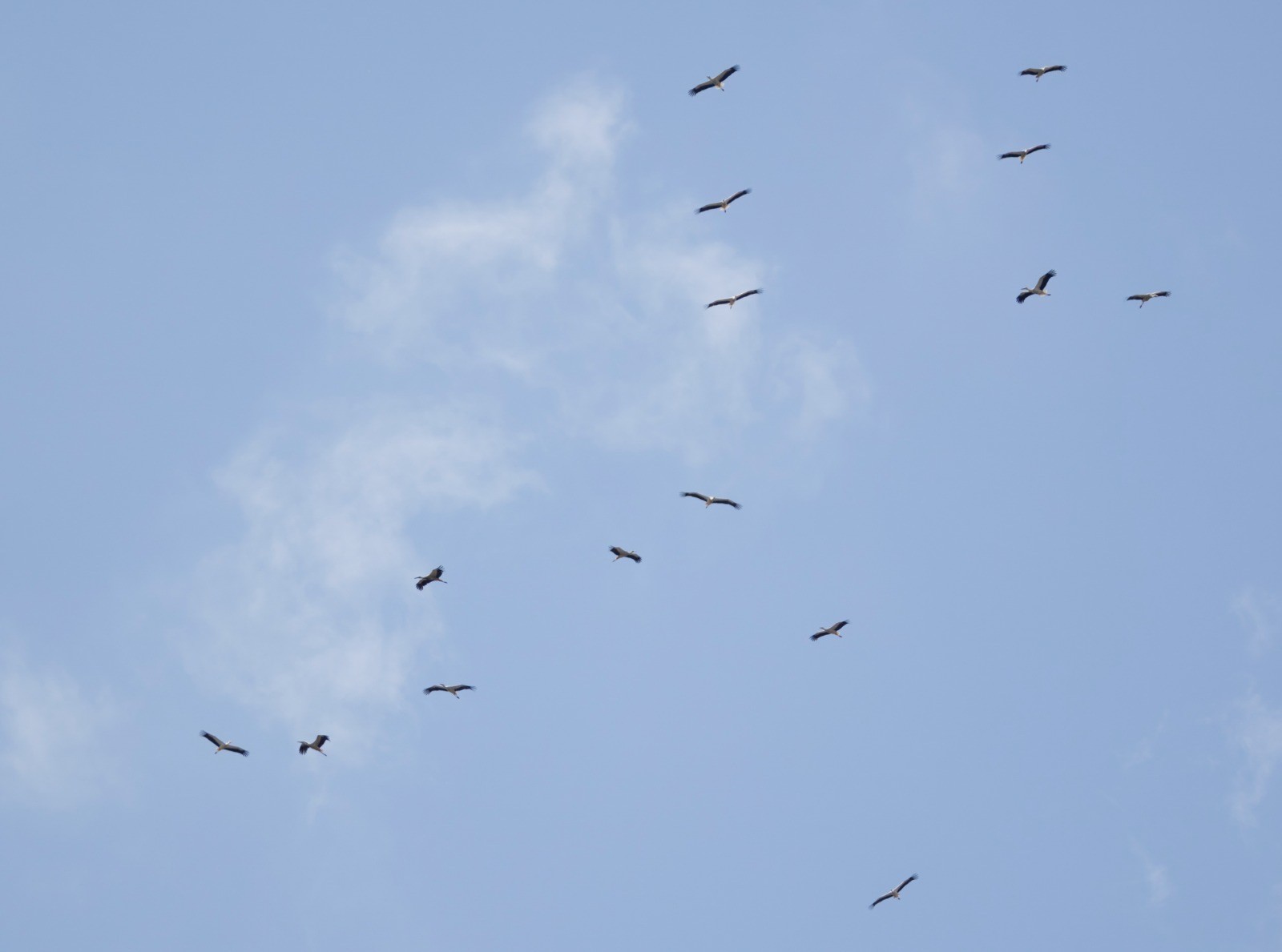 White Stork John Young