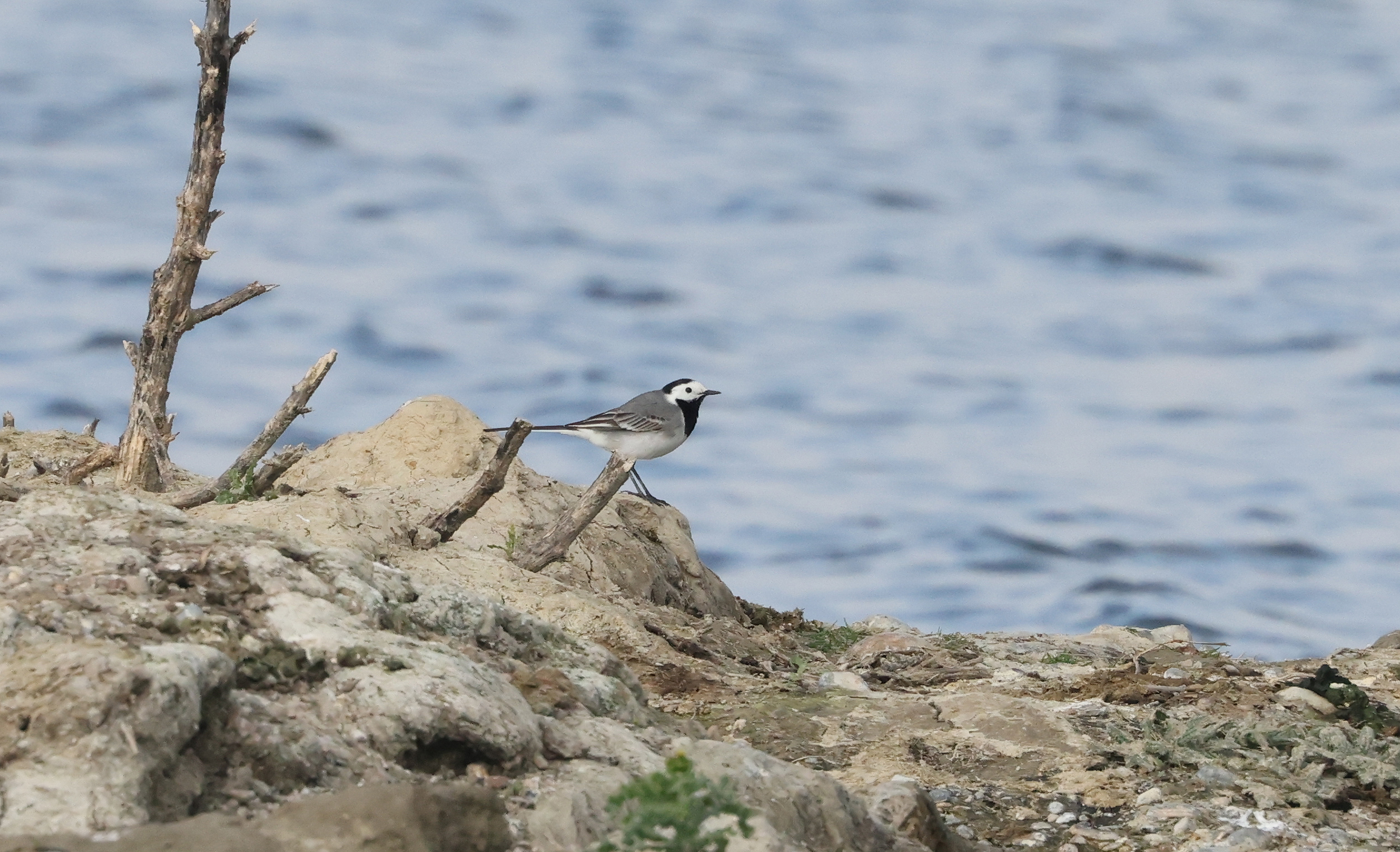 White Wagtail Martin Casemore