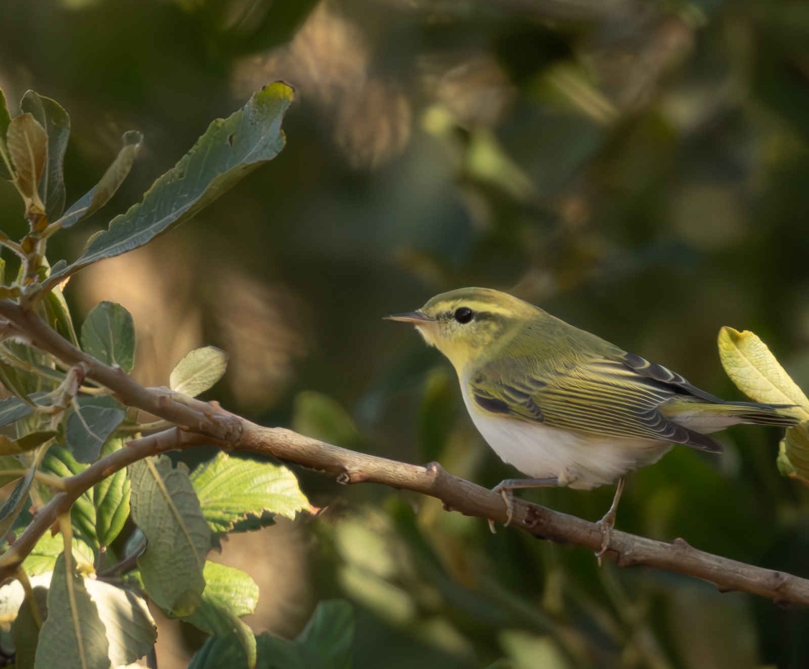 Wood_Warbler_-_Evan_Atkinson_