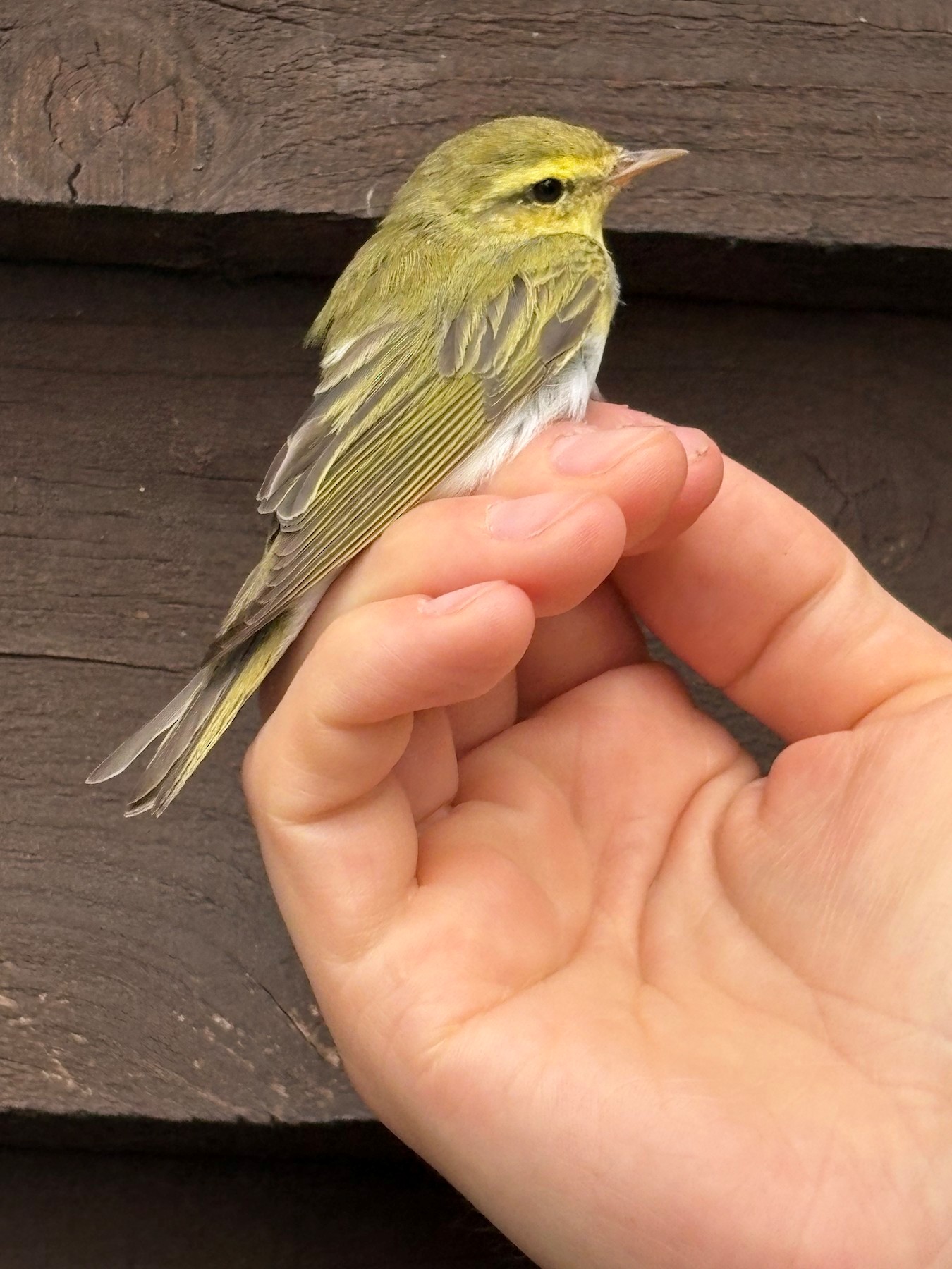 Wood Warbler Gary Steward