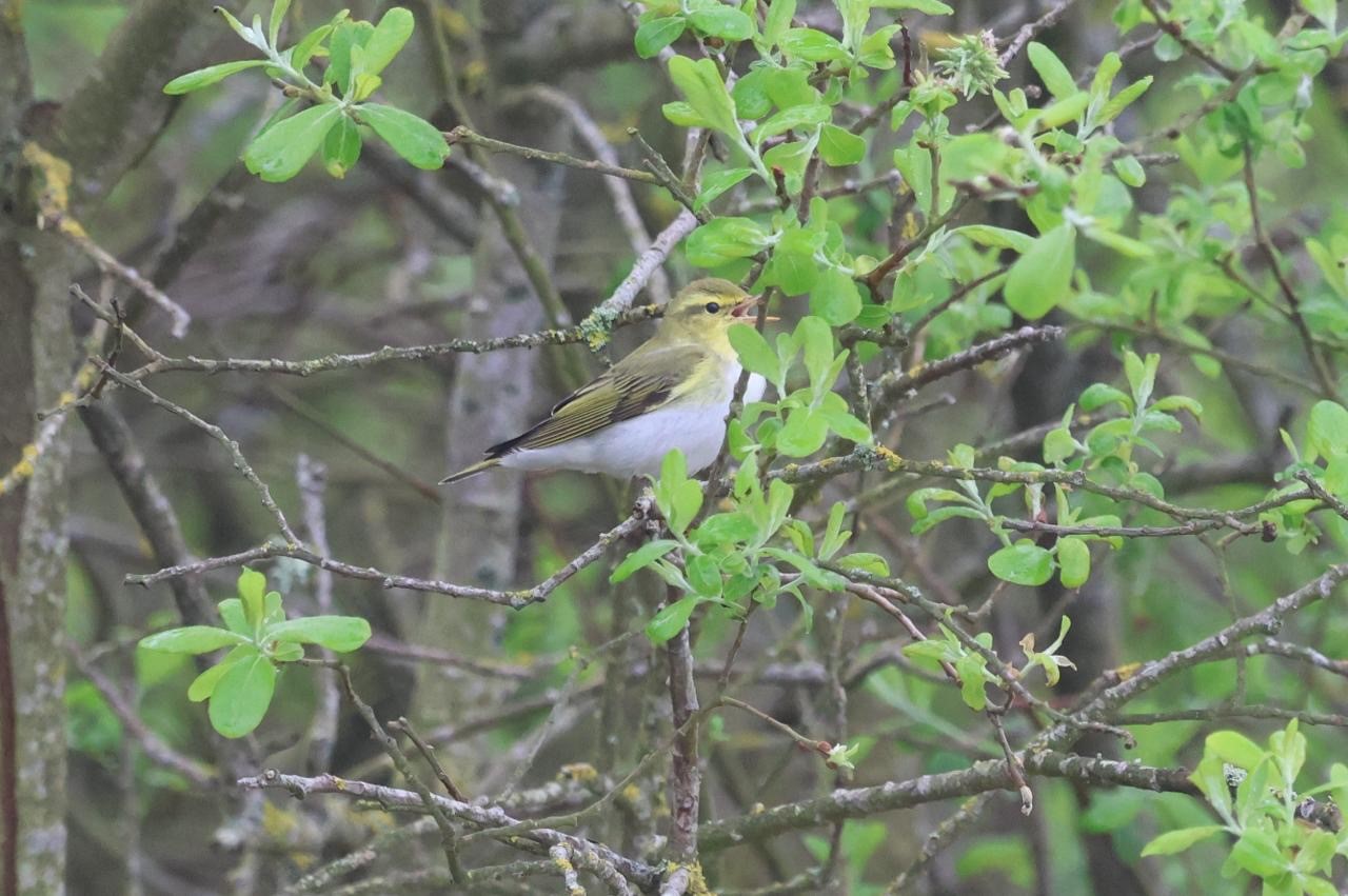 Wood Warbler James Dee