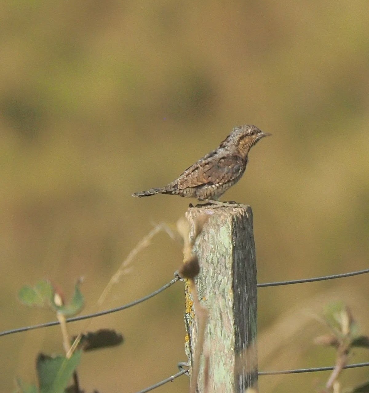Wryneck2 David Todd
