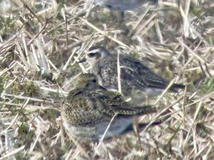 American Golden Plover sussex