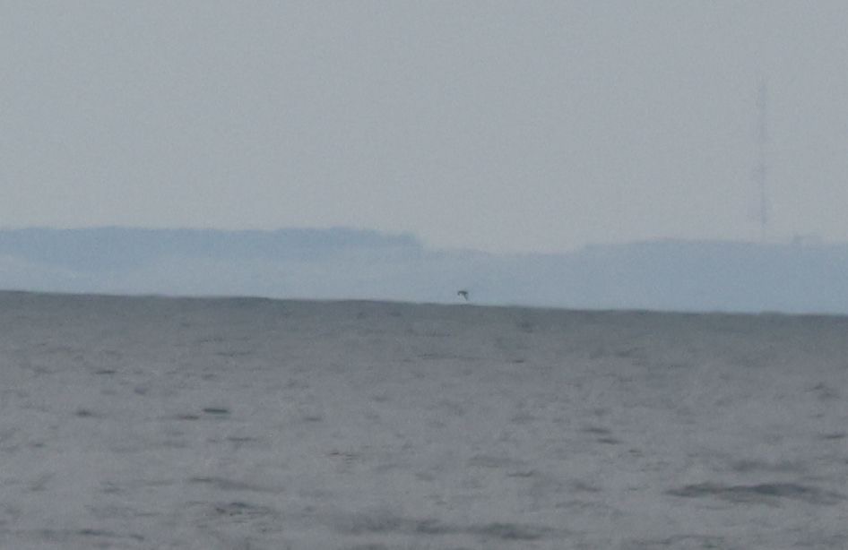 Large shearwater