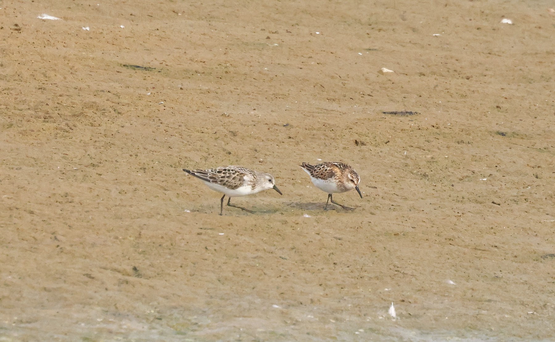 Little stint