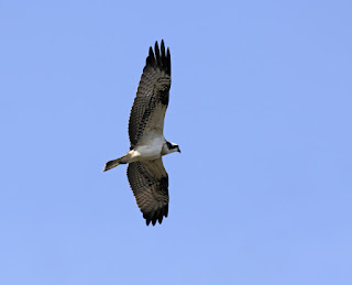 Osprey