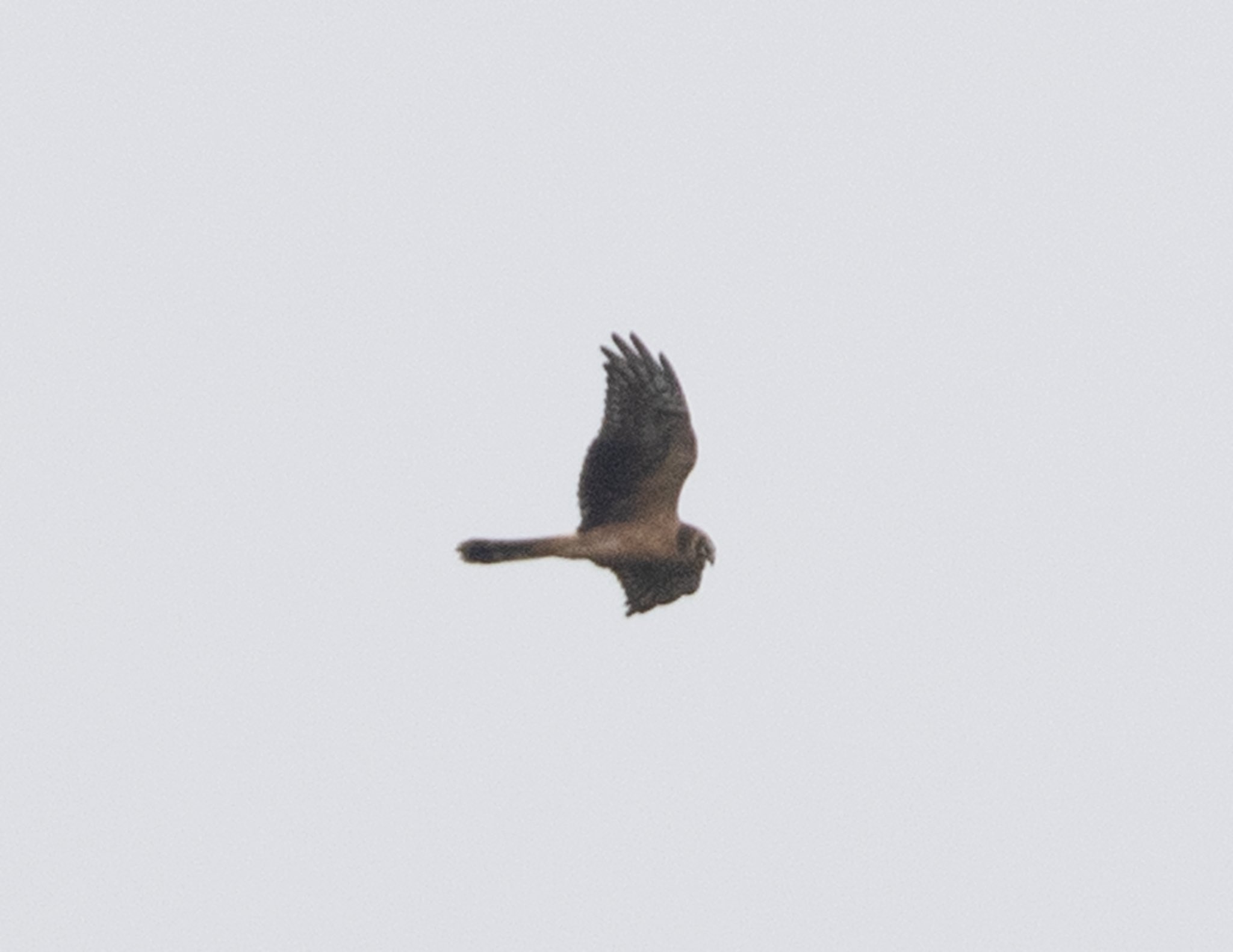 Pallid harrier