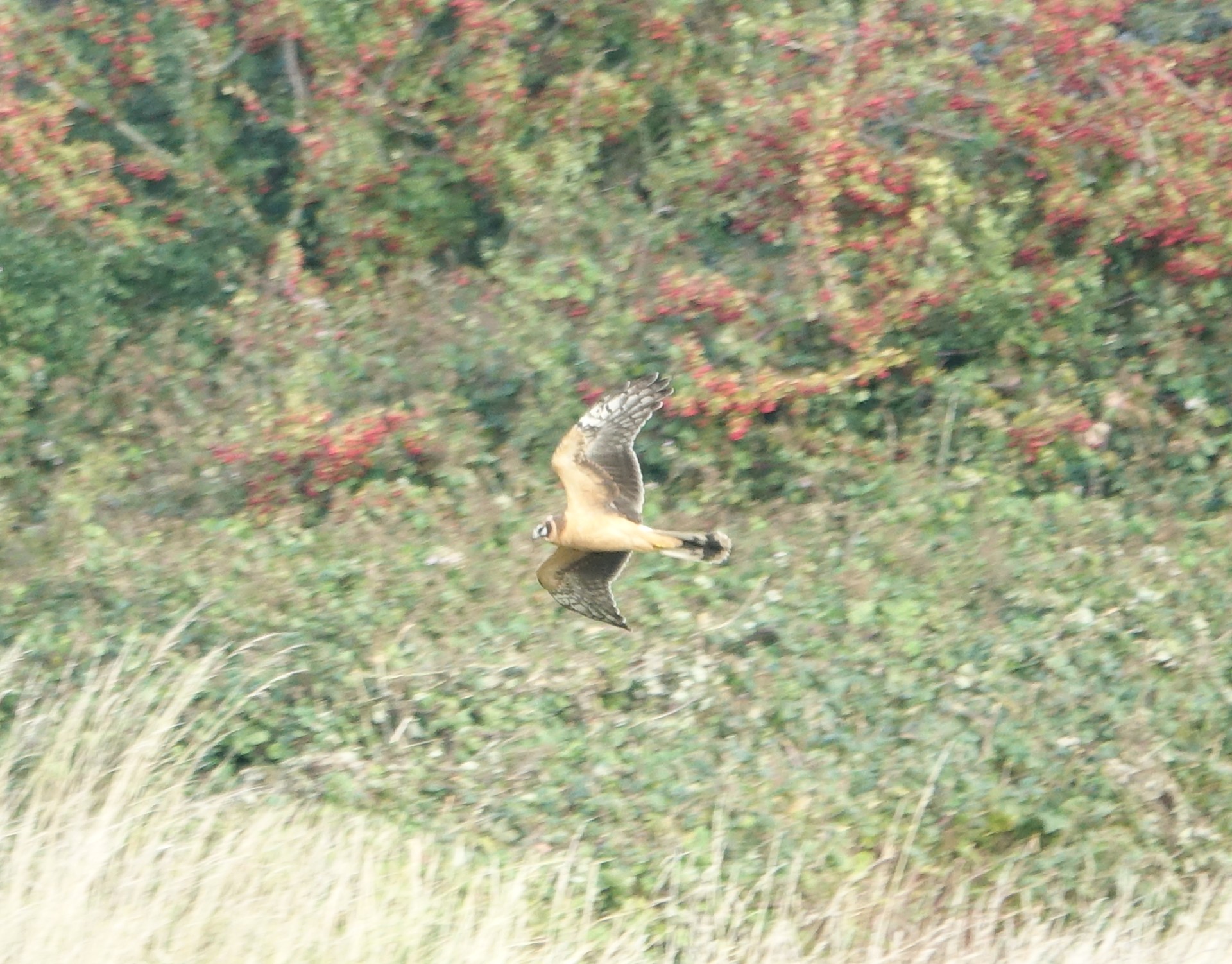 Pallid harrier2