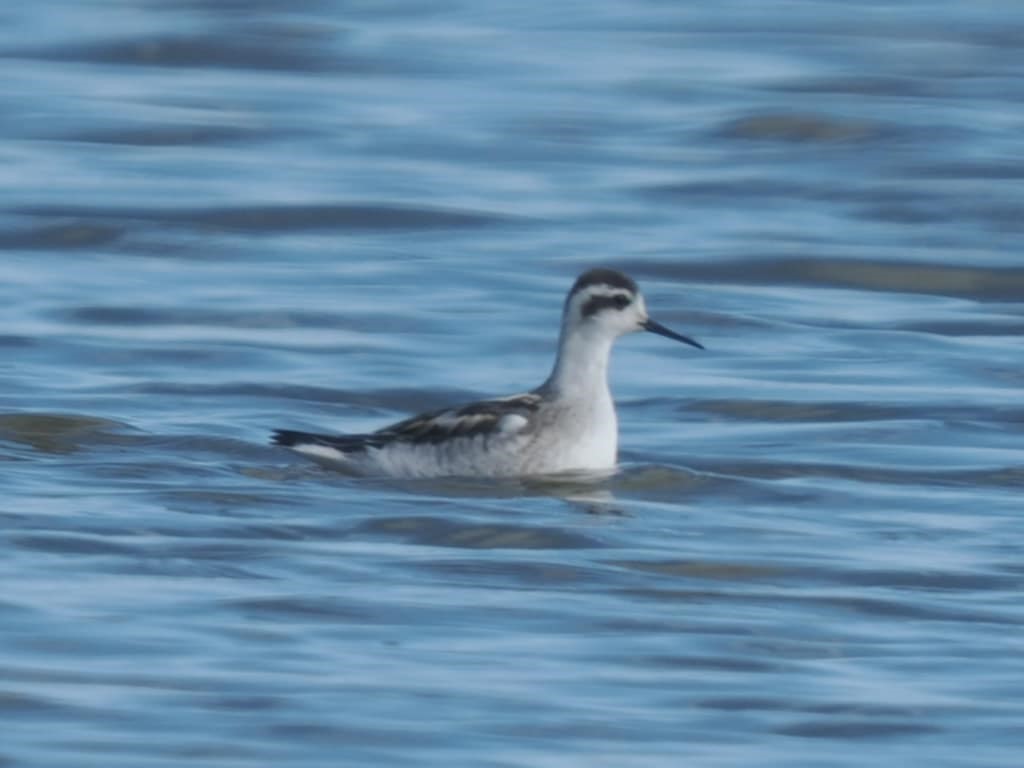 RN Phalarope2