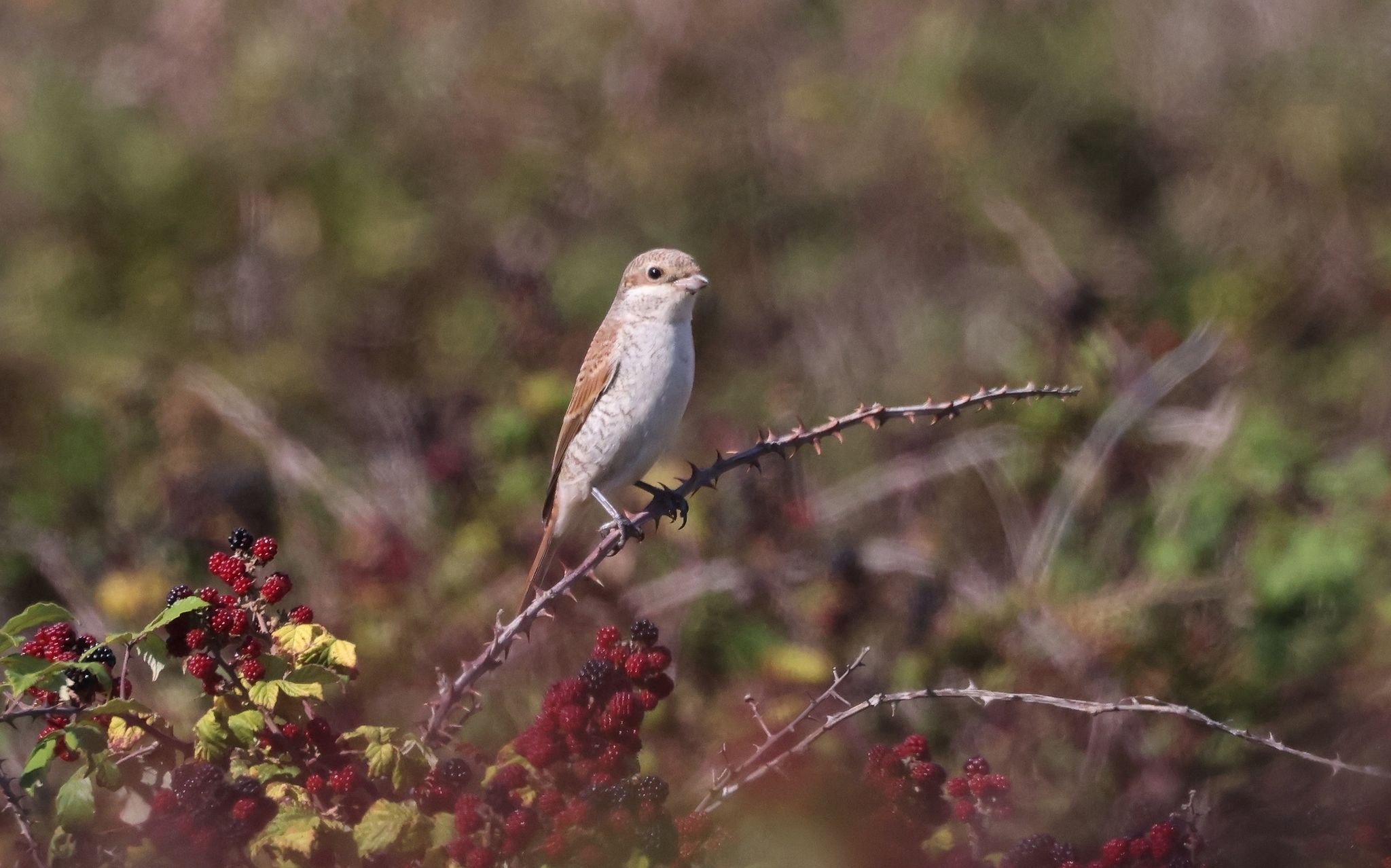 Red backed shrike1