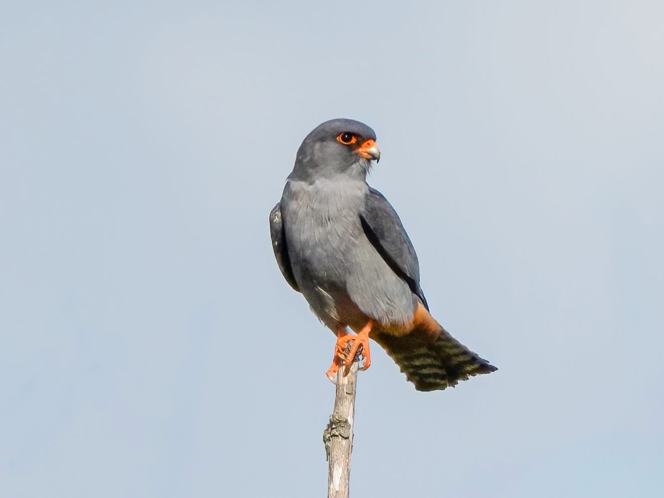 Red footed falcon 2