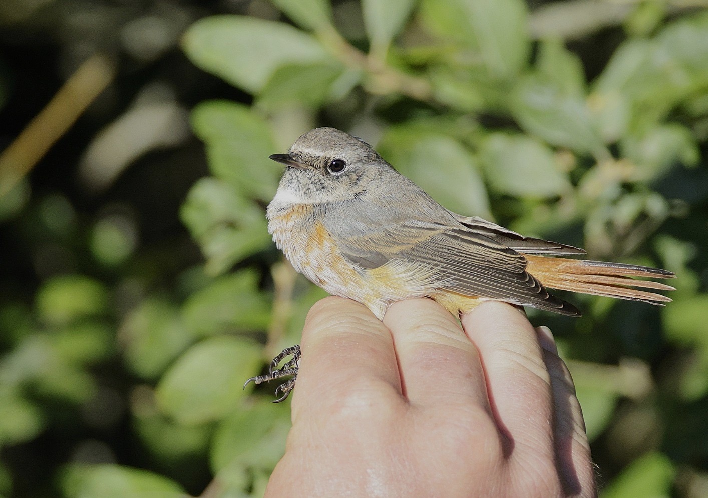 Redstart