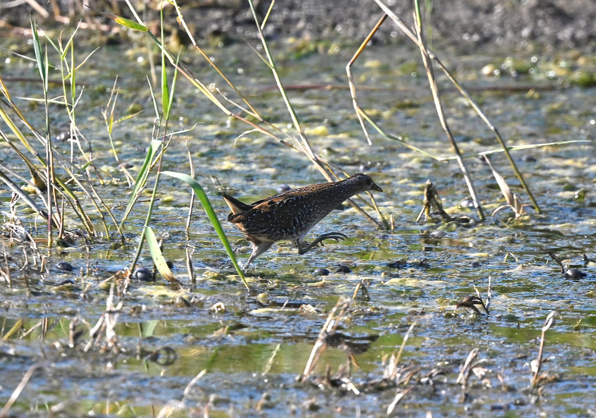 Spotted Crake3