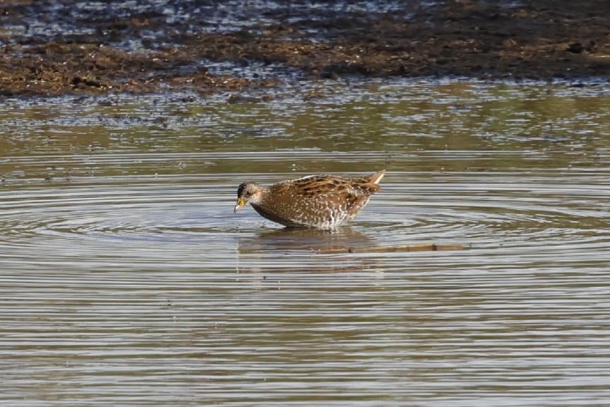 Spotted crake