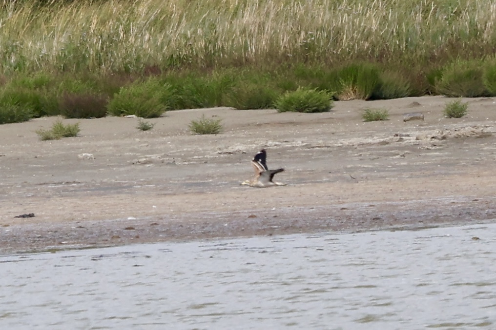 Stone curlew