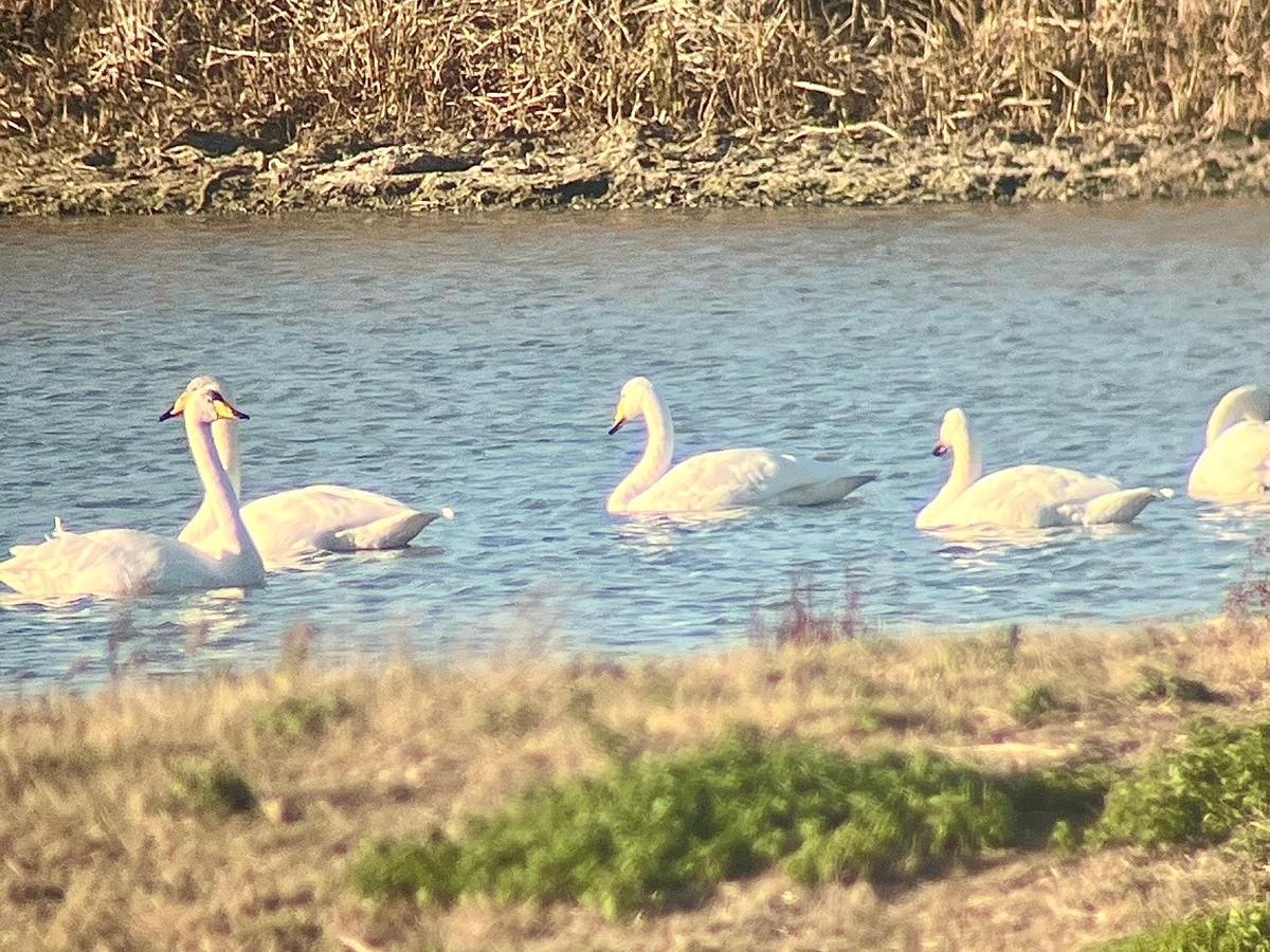 Whooper swans2