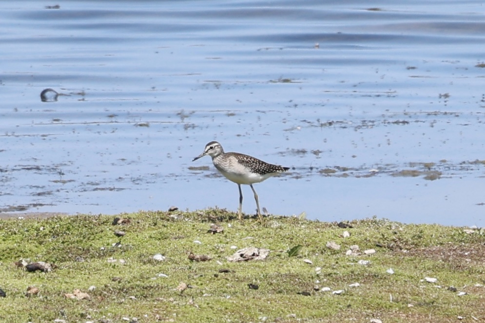 Wood sandpiper