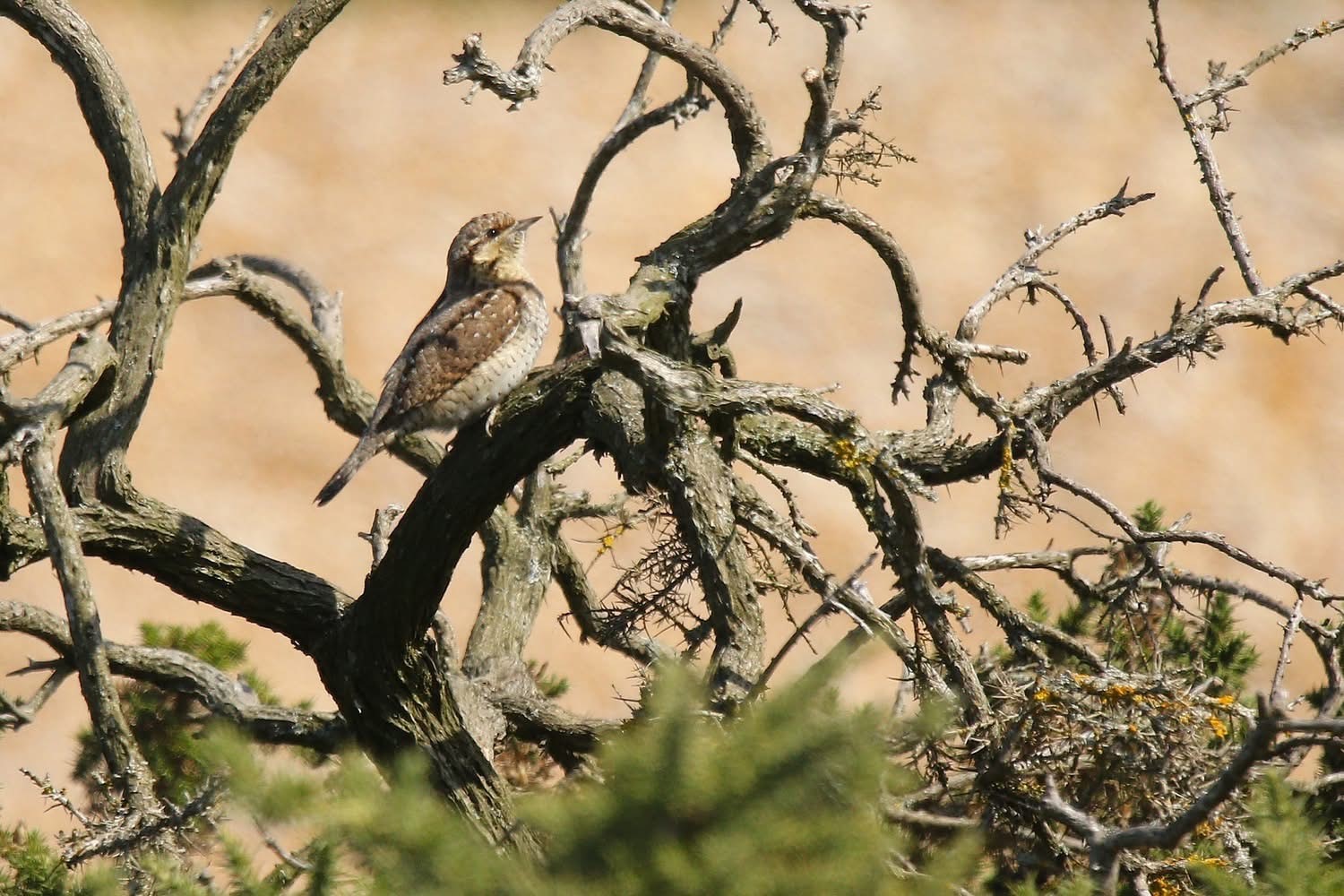 Wryneck