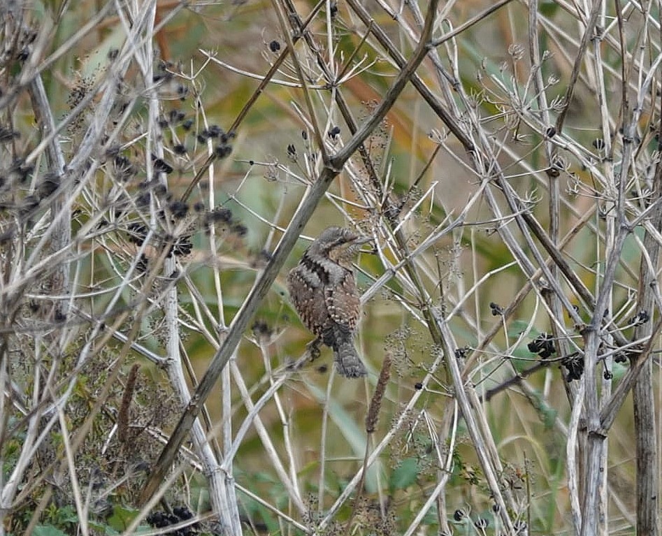 Wryneck2