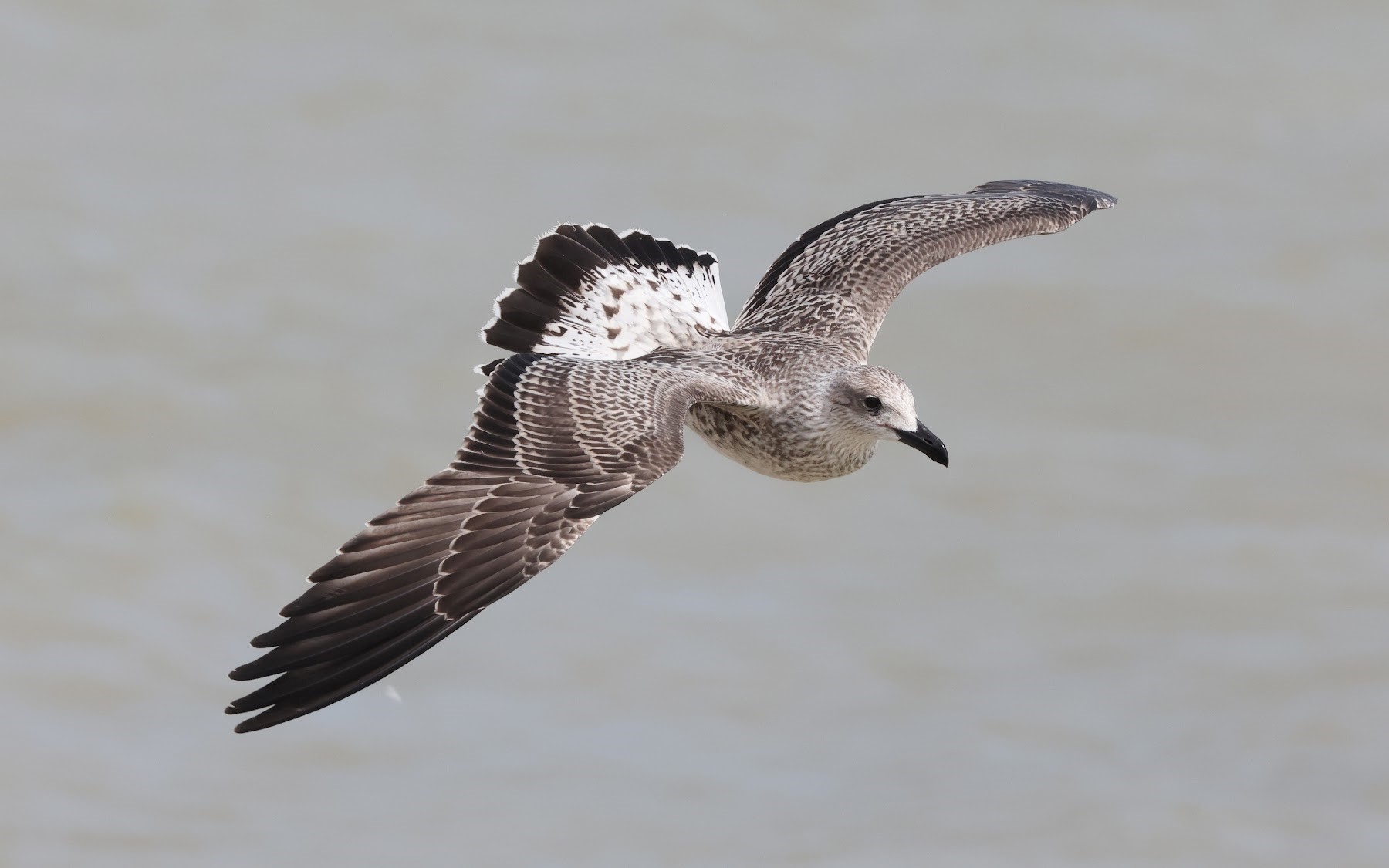 Yellow legged Gull