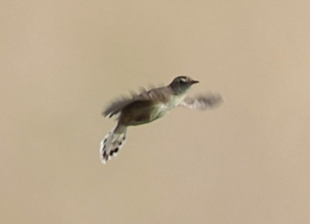 Zitting Cisticola 3