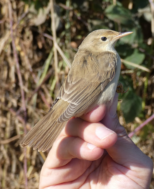 marsh warbler