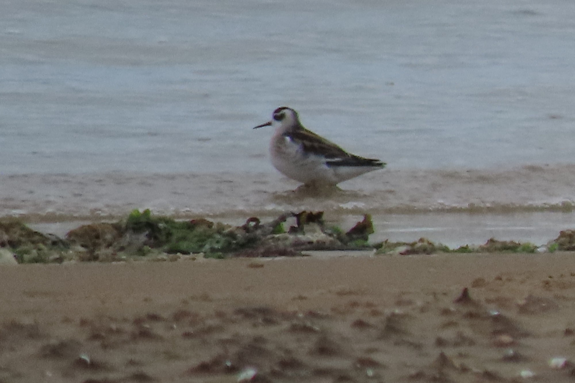 red necked phalarope